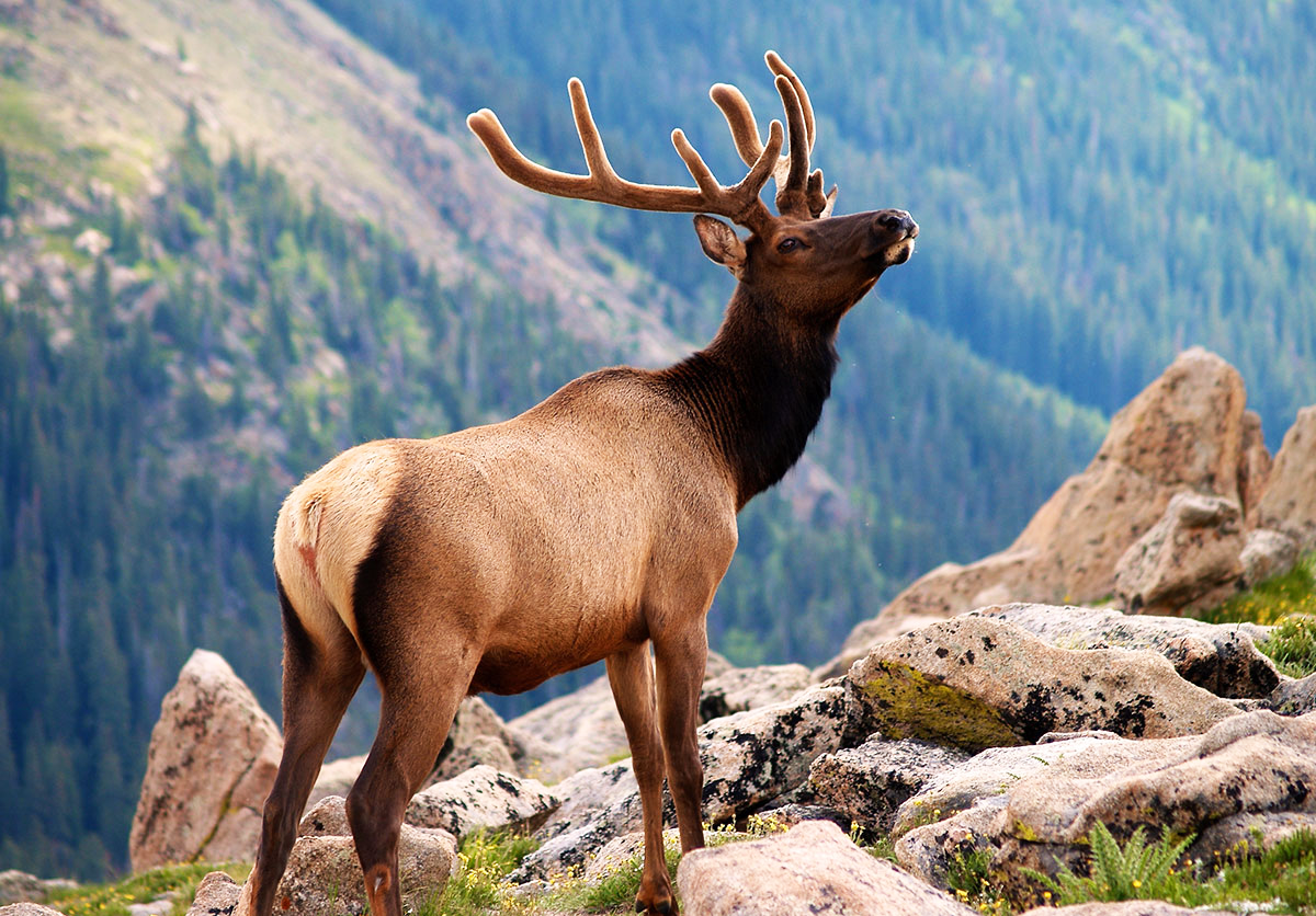 Анабар олени