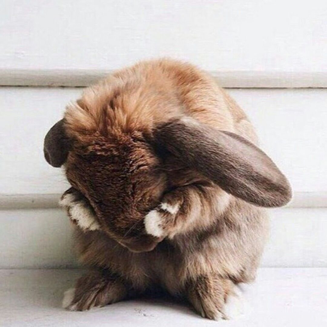 Щенки позорные