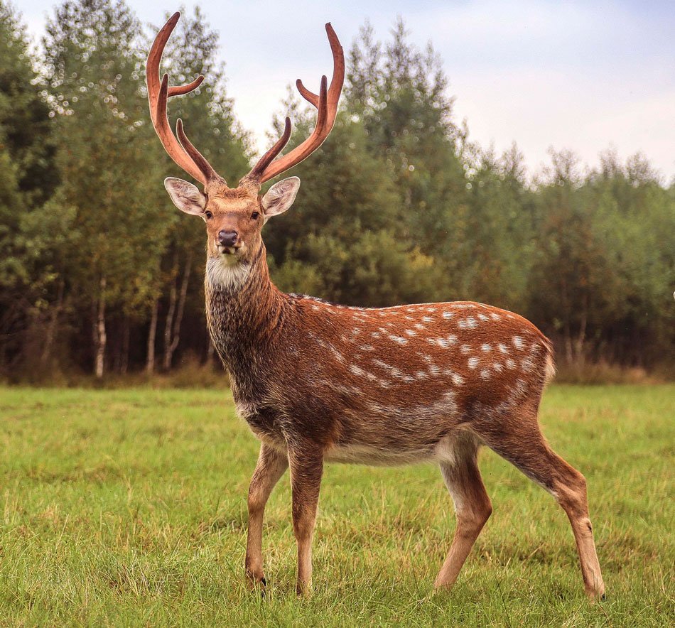 Плакат. Животные России
