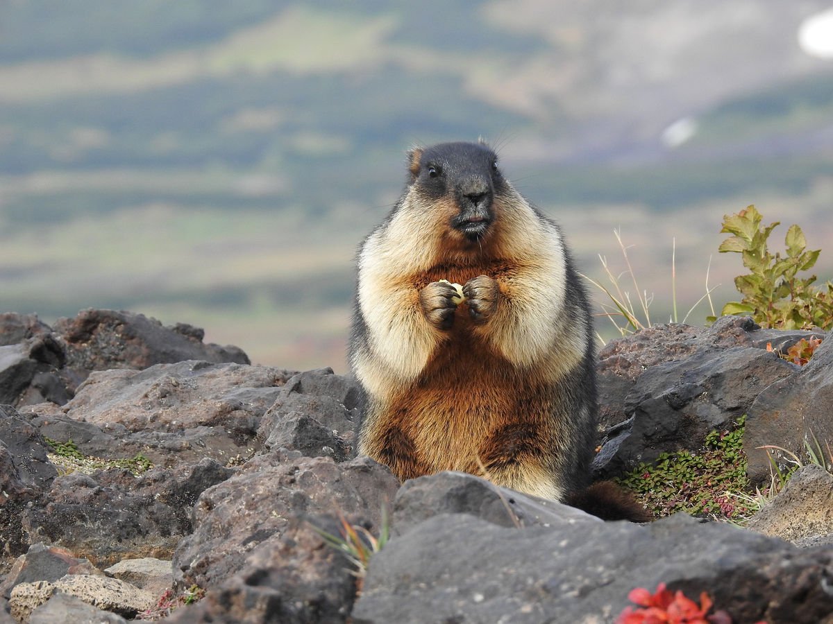 Таймырский заповедник в тундре