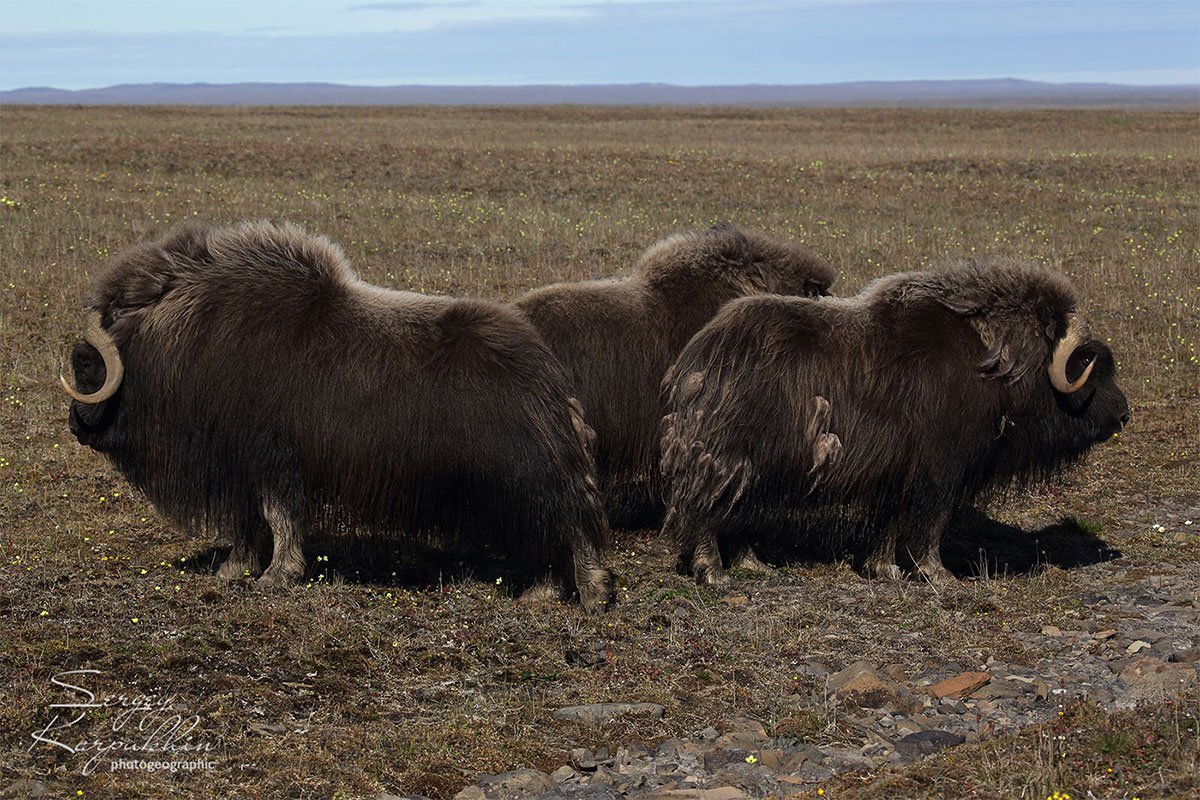 Снежный баран плато Путорана