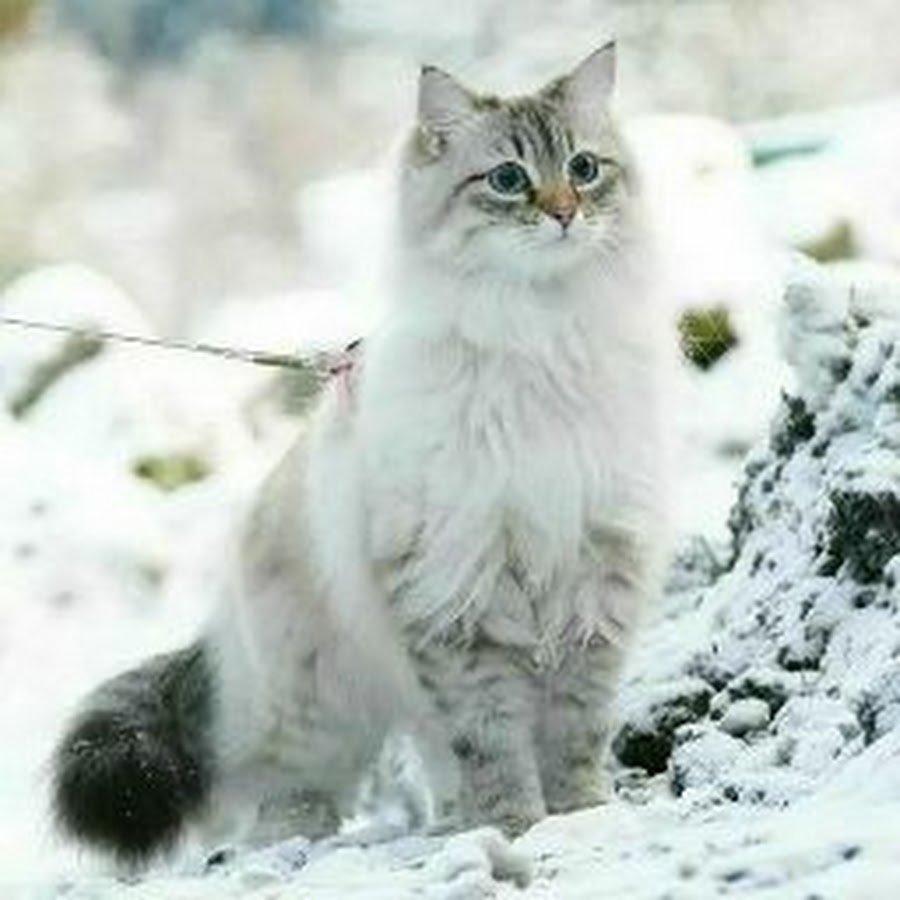 Аналостанка Королевская порода кошек