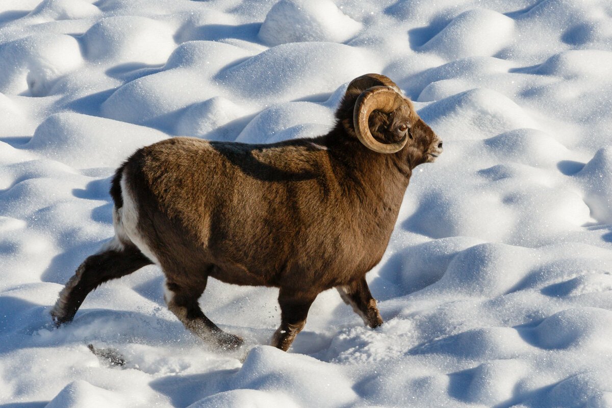 Северный олень плато Путорана