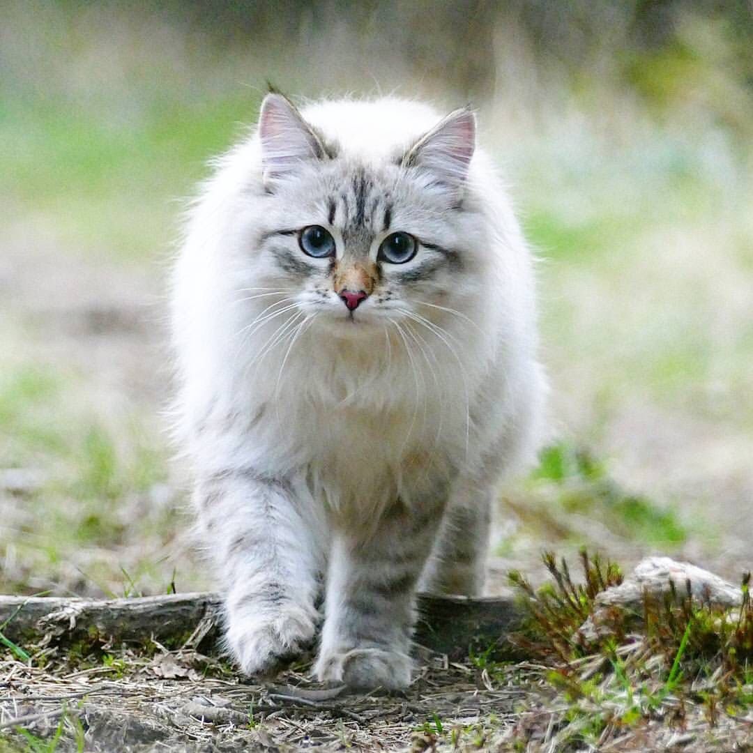 Сибирский Лесной кот серый