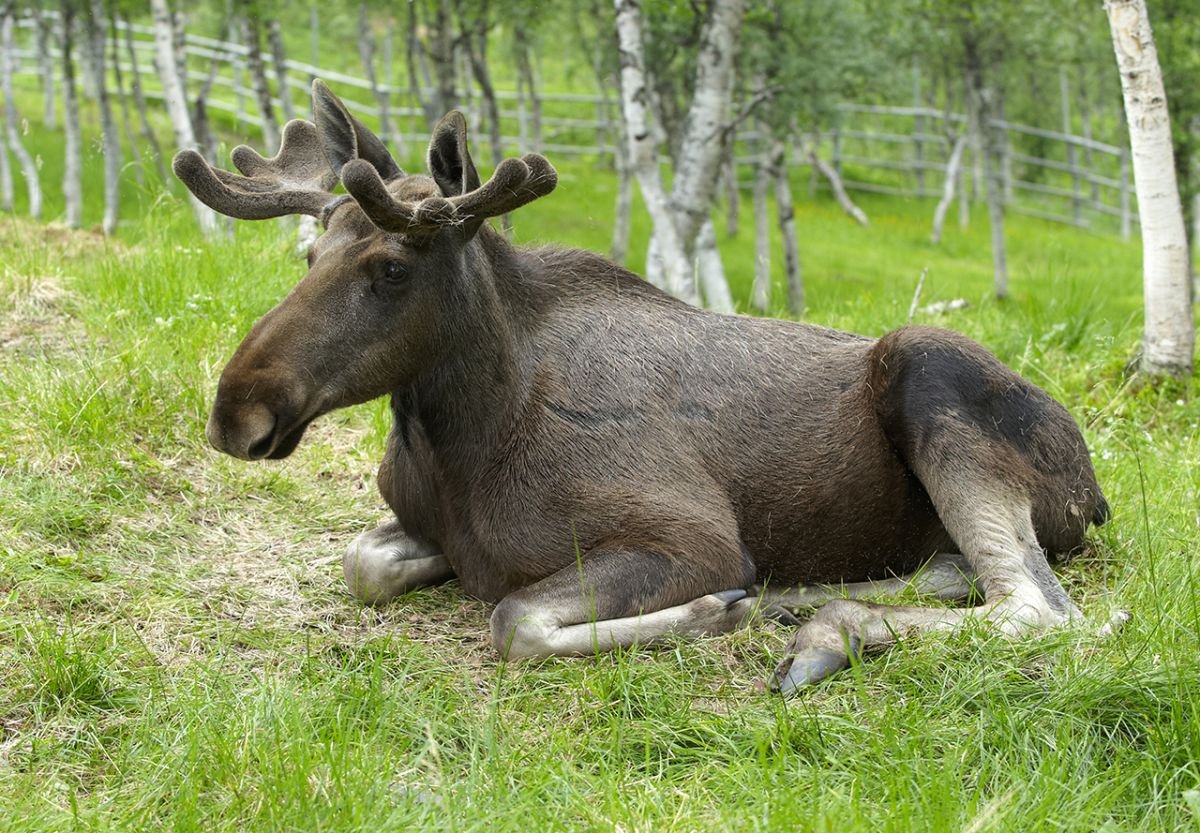 Животные обитающие в татарстане