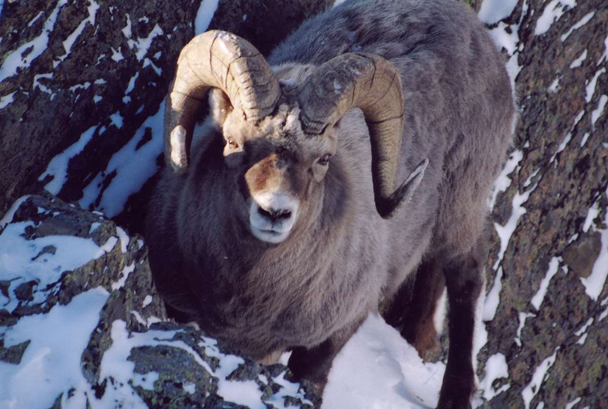 Северный олень плато Путорана