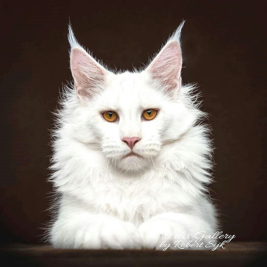 Сибирская кошка табби