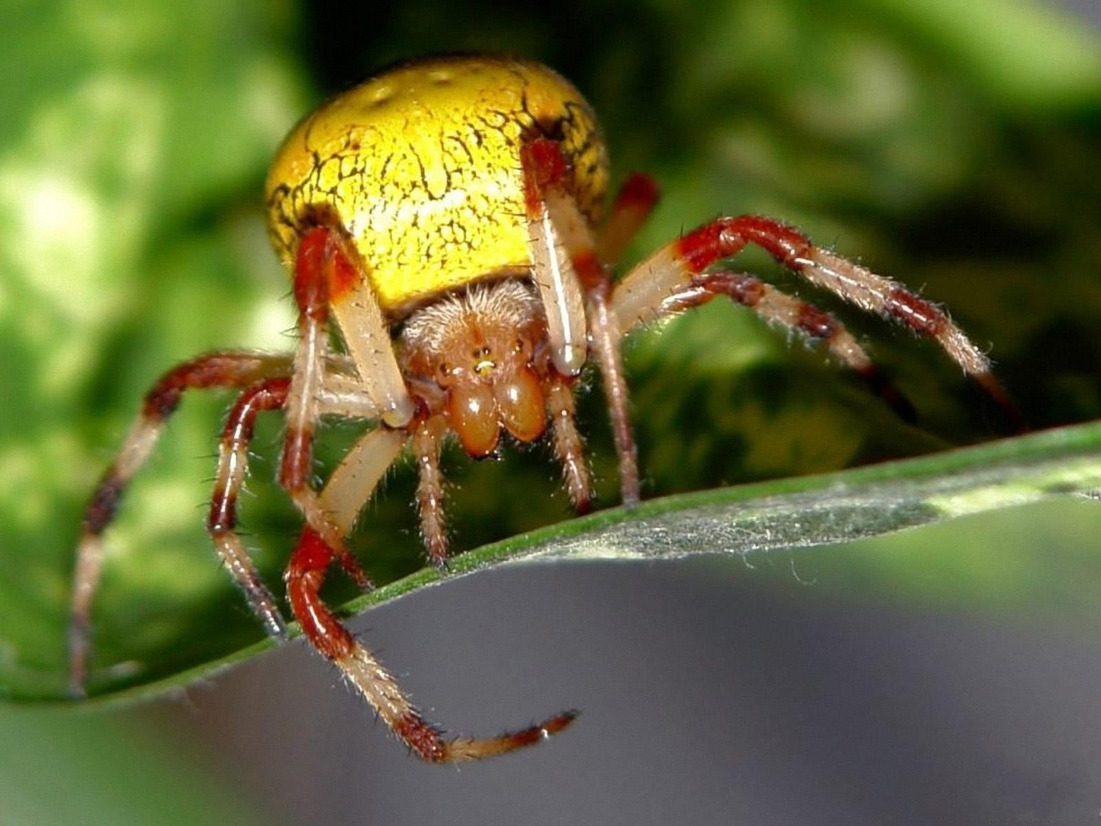 Ядовитый паук желтый сак - 71 фото