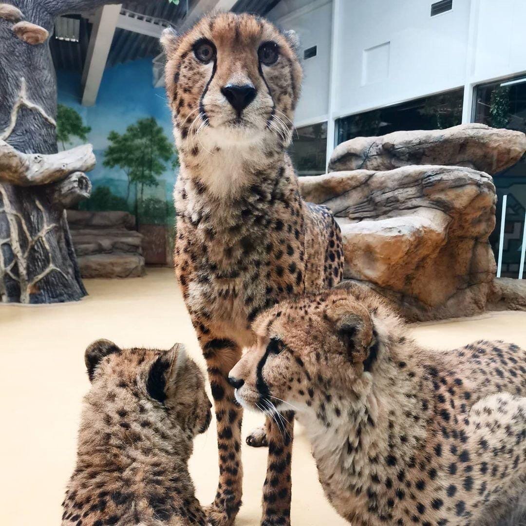 Экзотические животные коллаж