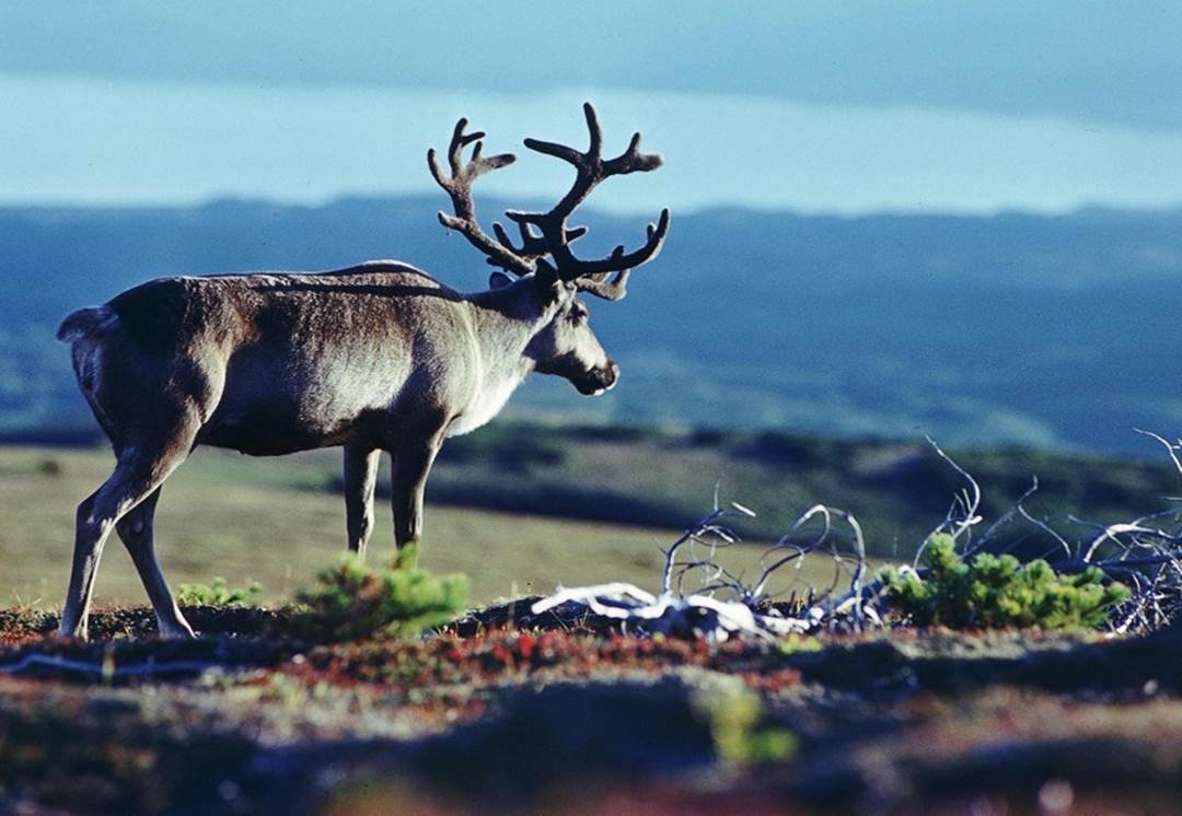 Бурые медведи на плато Путорана