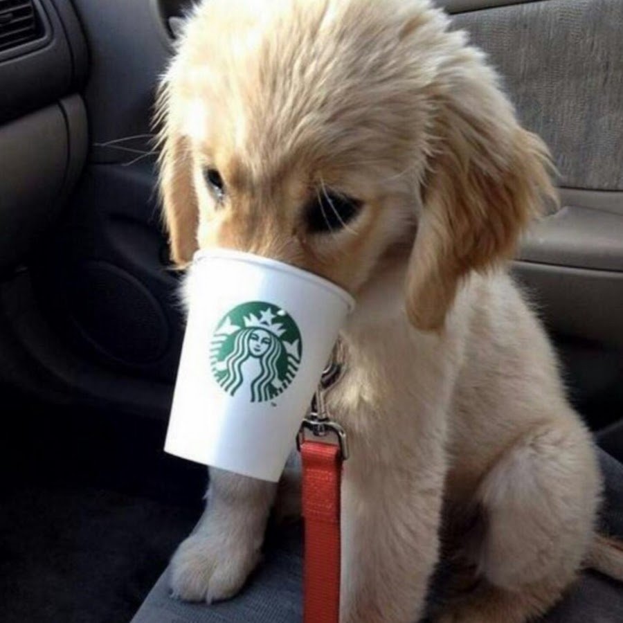 Тяжело быть отцом одиночкой собака