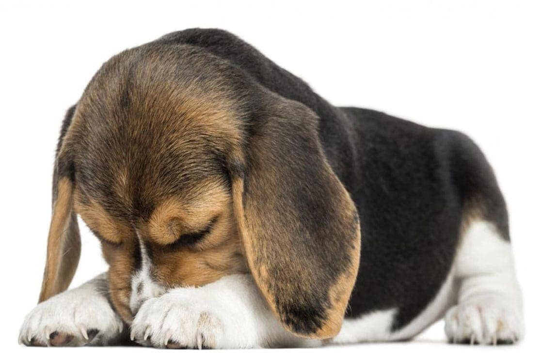 Мопс с ноутбуком