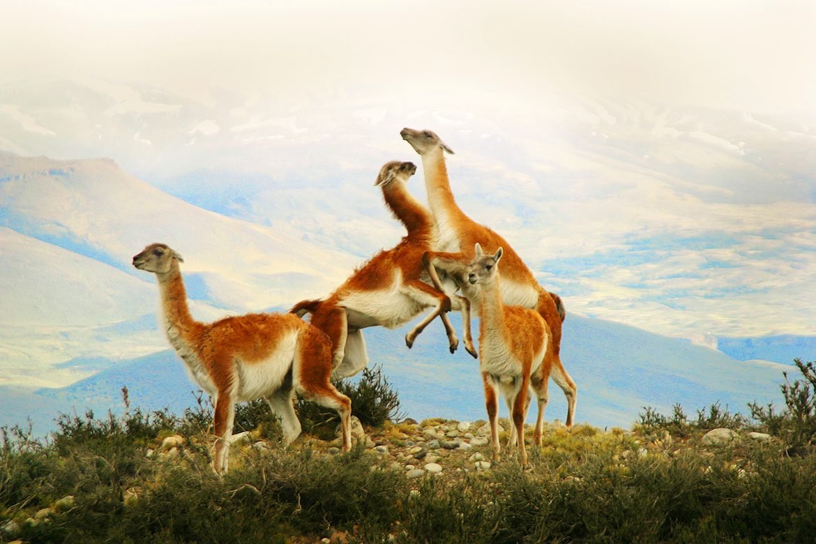 Северный олень плато Путорана