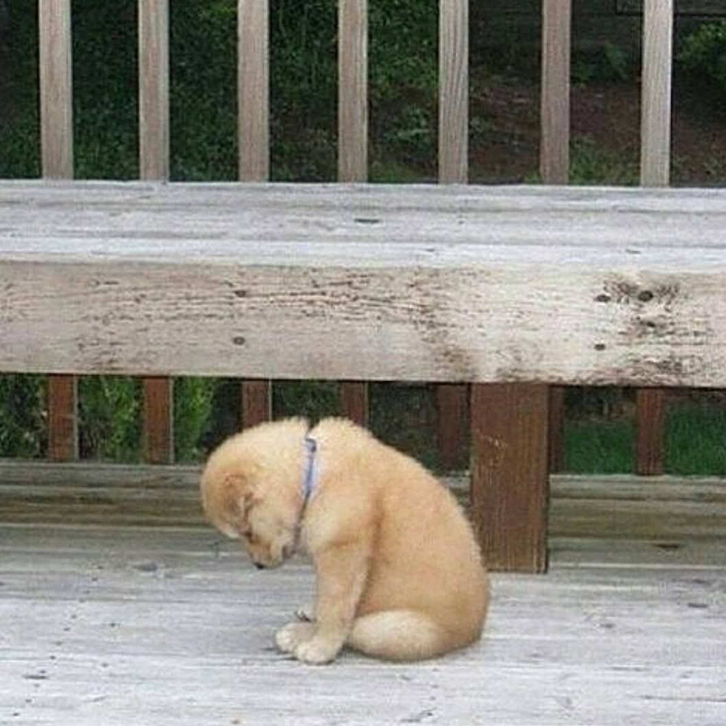 Собаке стыдно