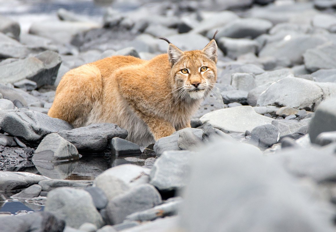 Снежный баран плато Путорана