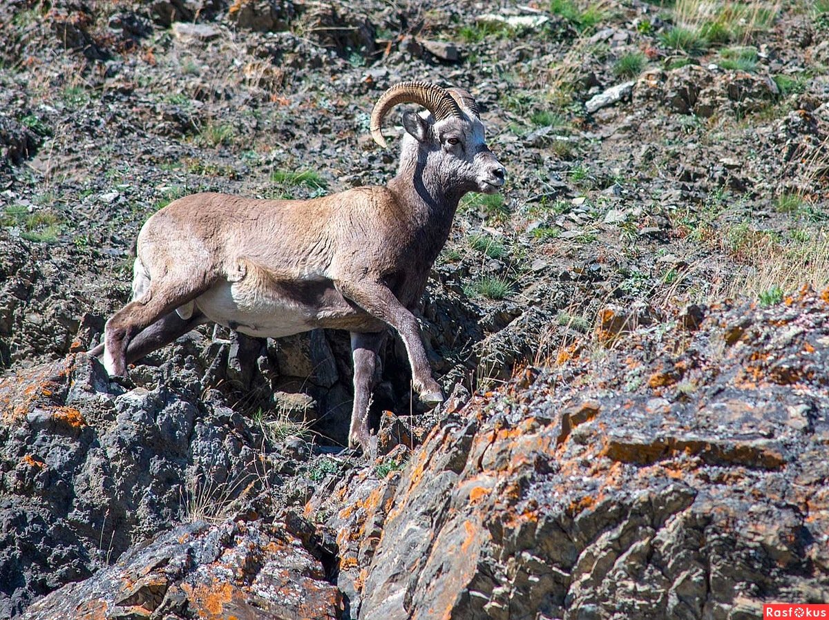 Камчатка Корякский снежный баран