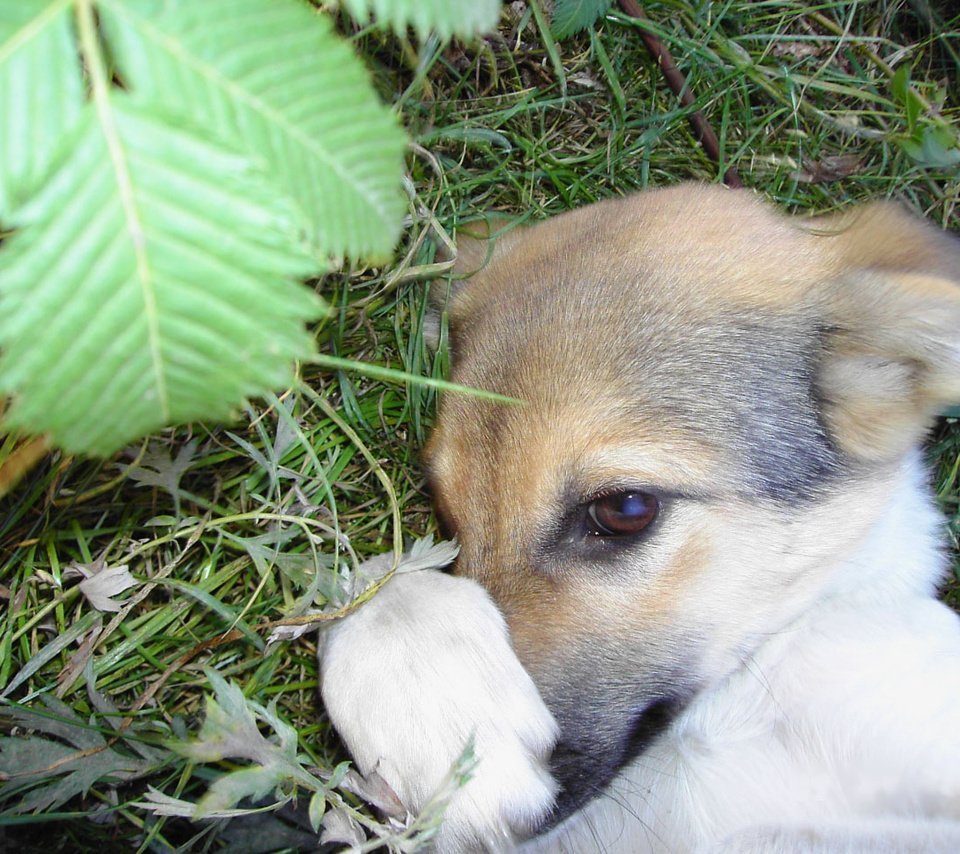 Овчарки юмор