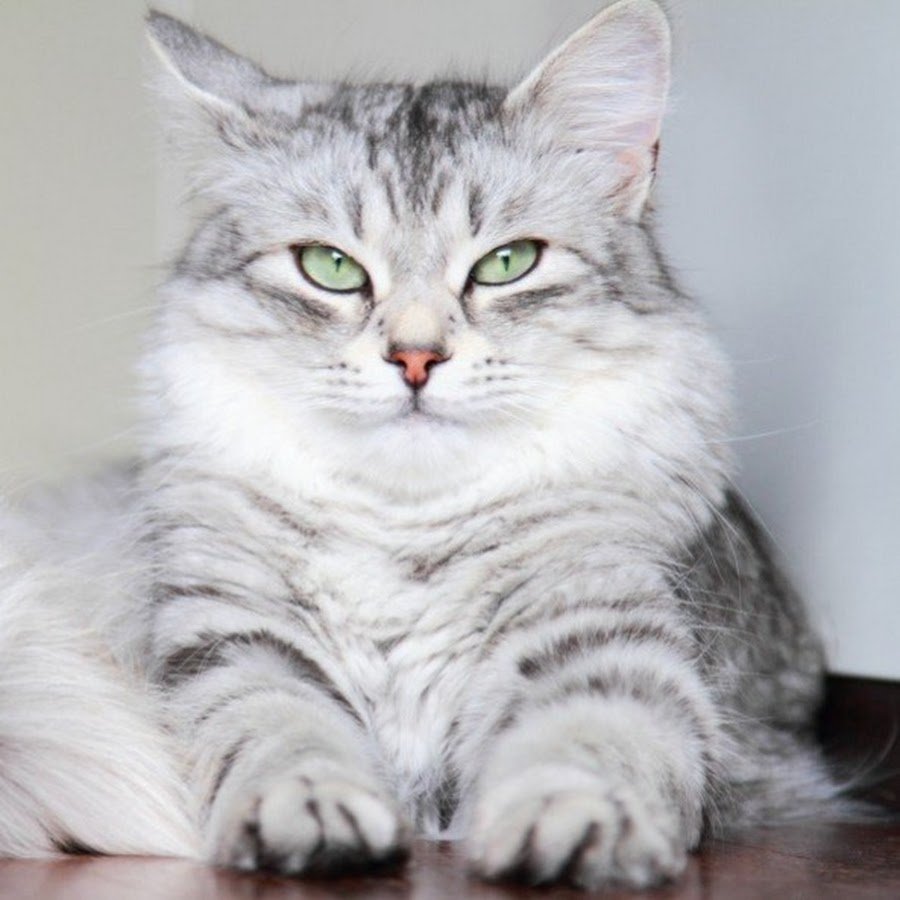 Кот сибирской породы