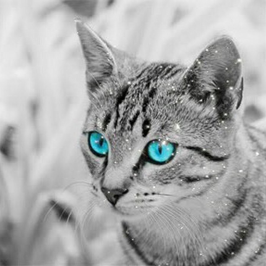 Сибирская кошка серебристый табби