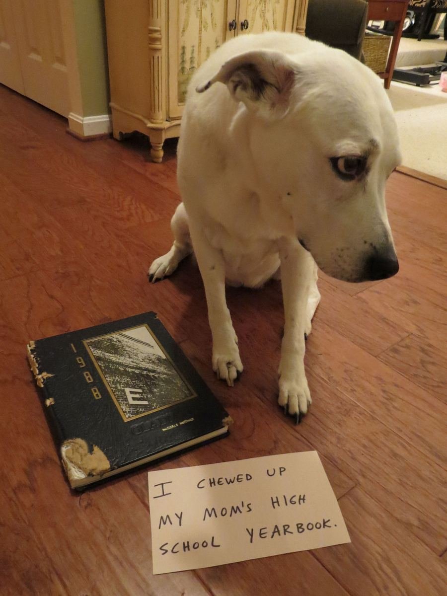 Смешные домашние животные