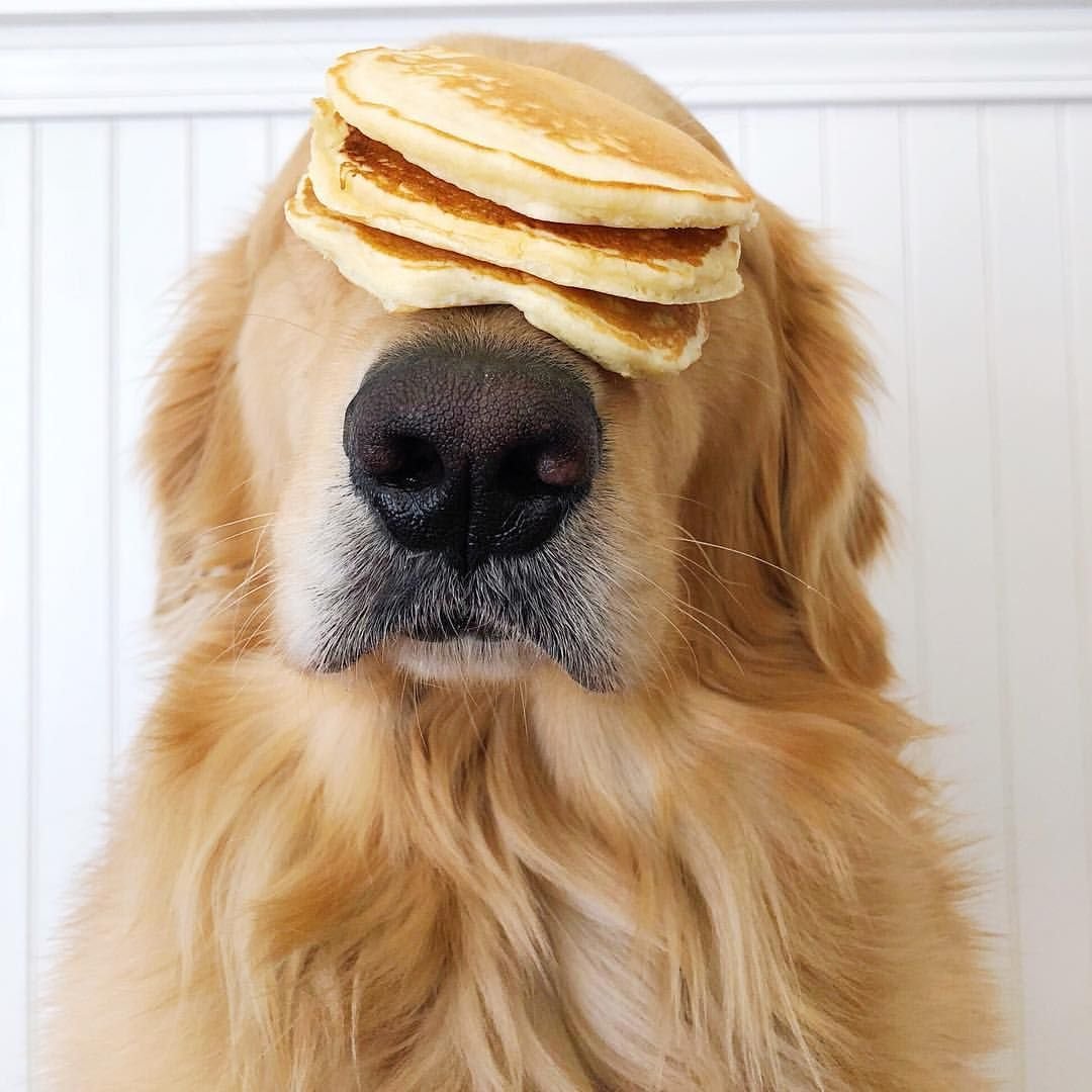 Собака с цветами