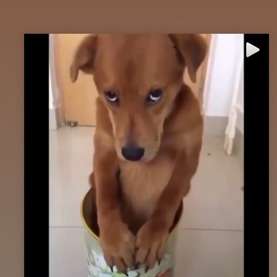 Корги Эстетика