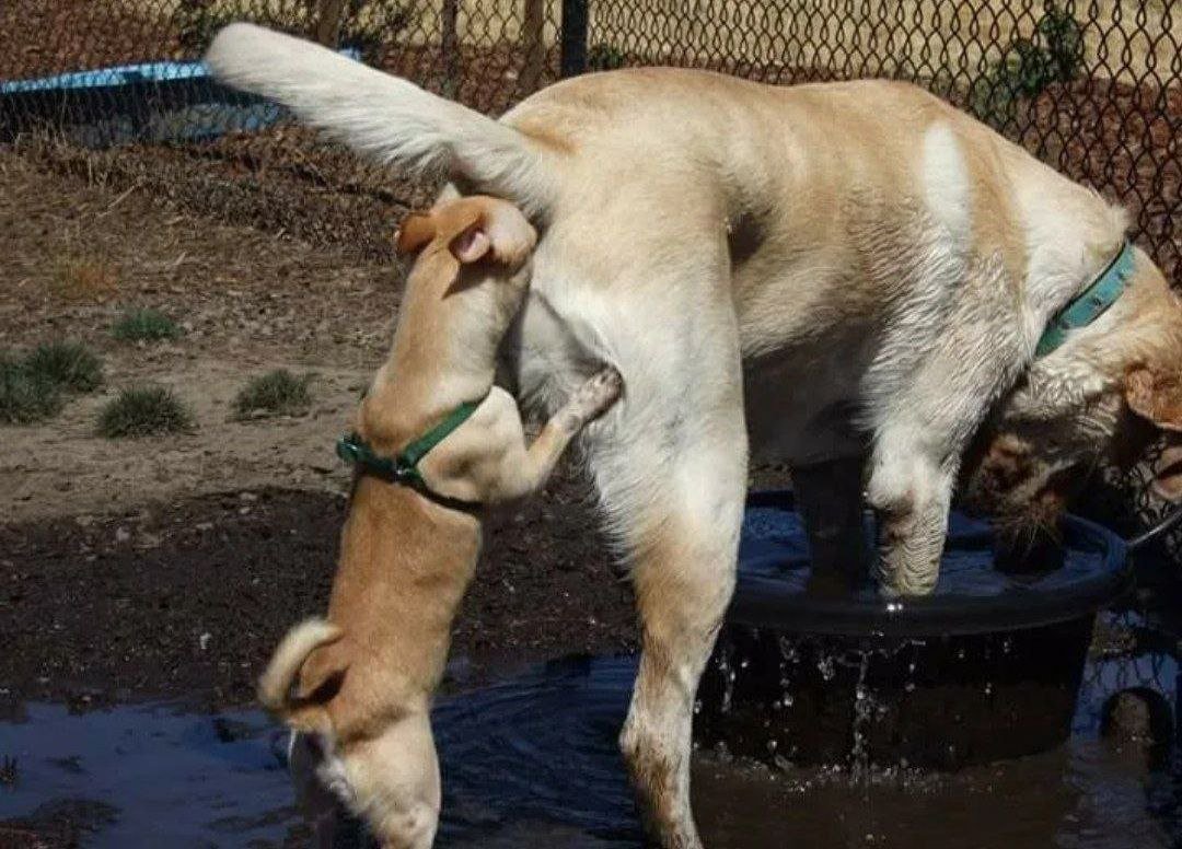 Обиженный щенок