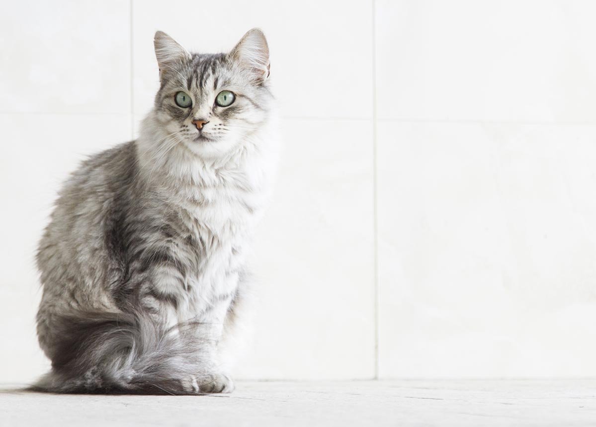 Спарсул Сибирская порода