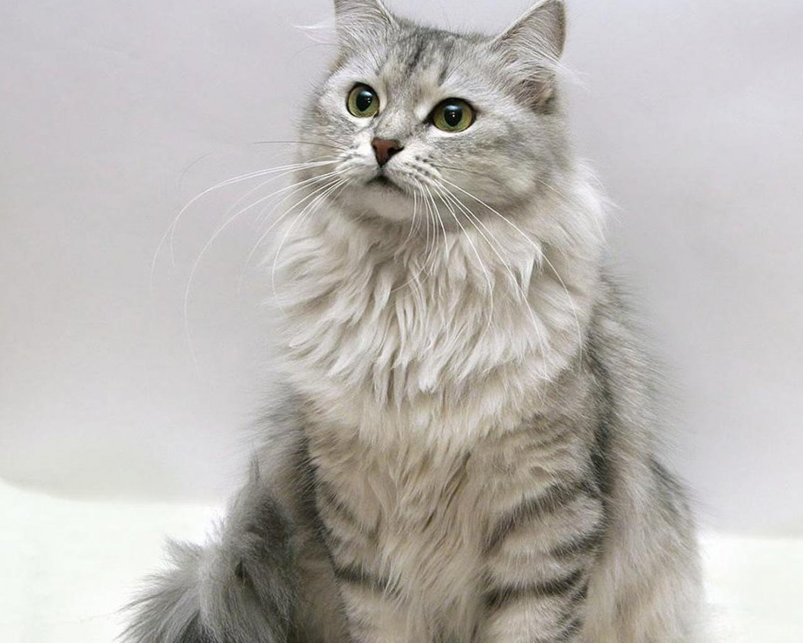 Сибирская кошка серебристая