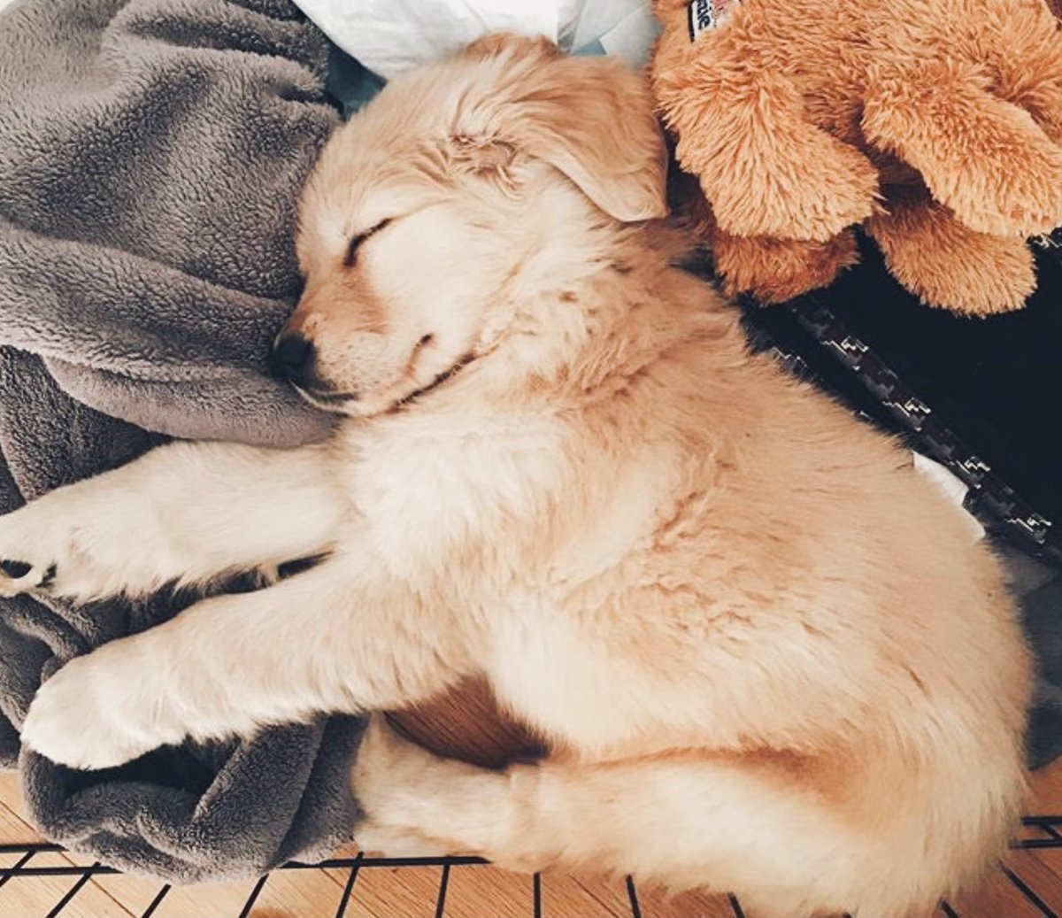 Бездомные собаки