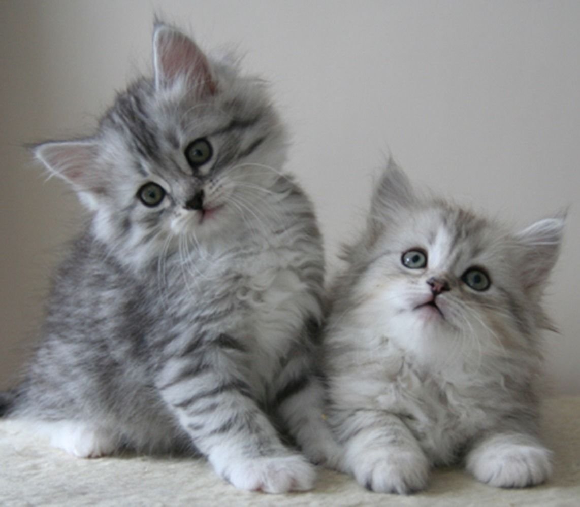 Сибирская кошка голубой табби