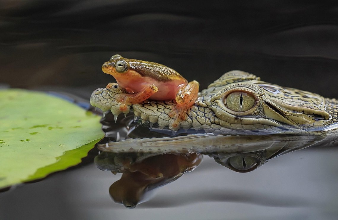 Абсолютно похуй лягушка