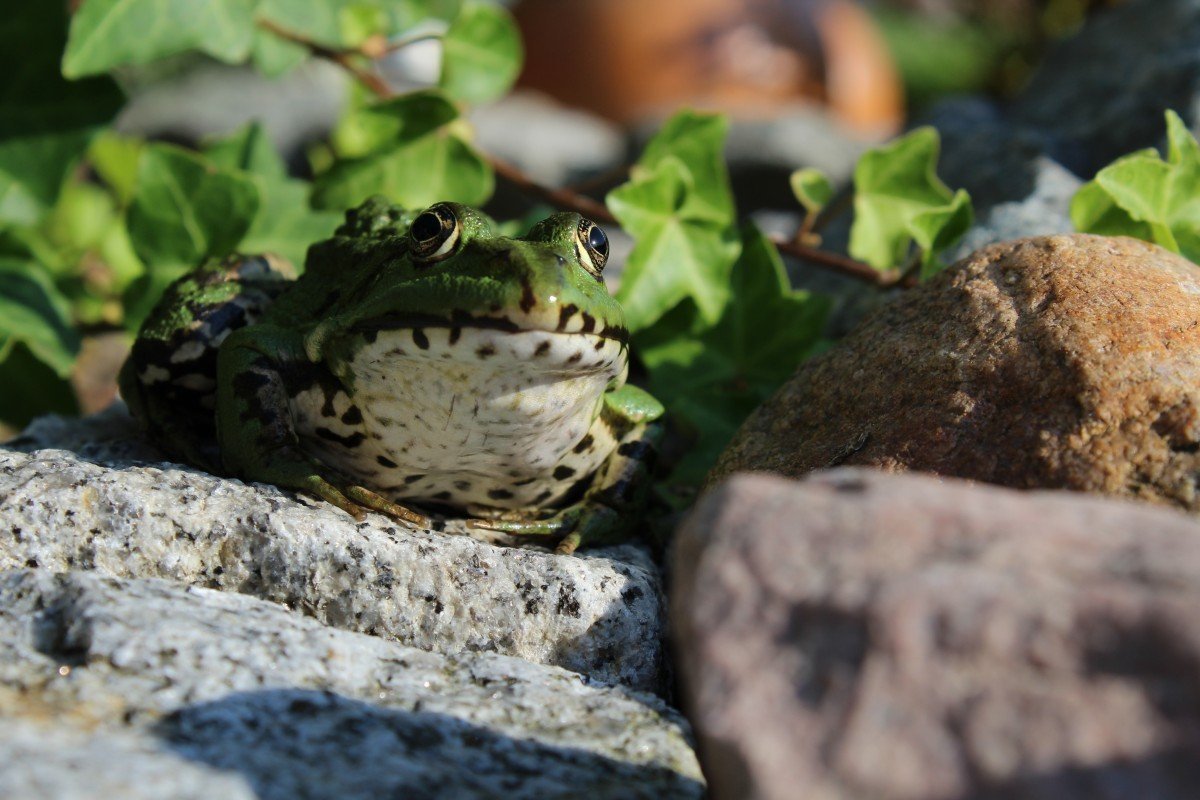 Лягушка в шляпке