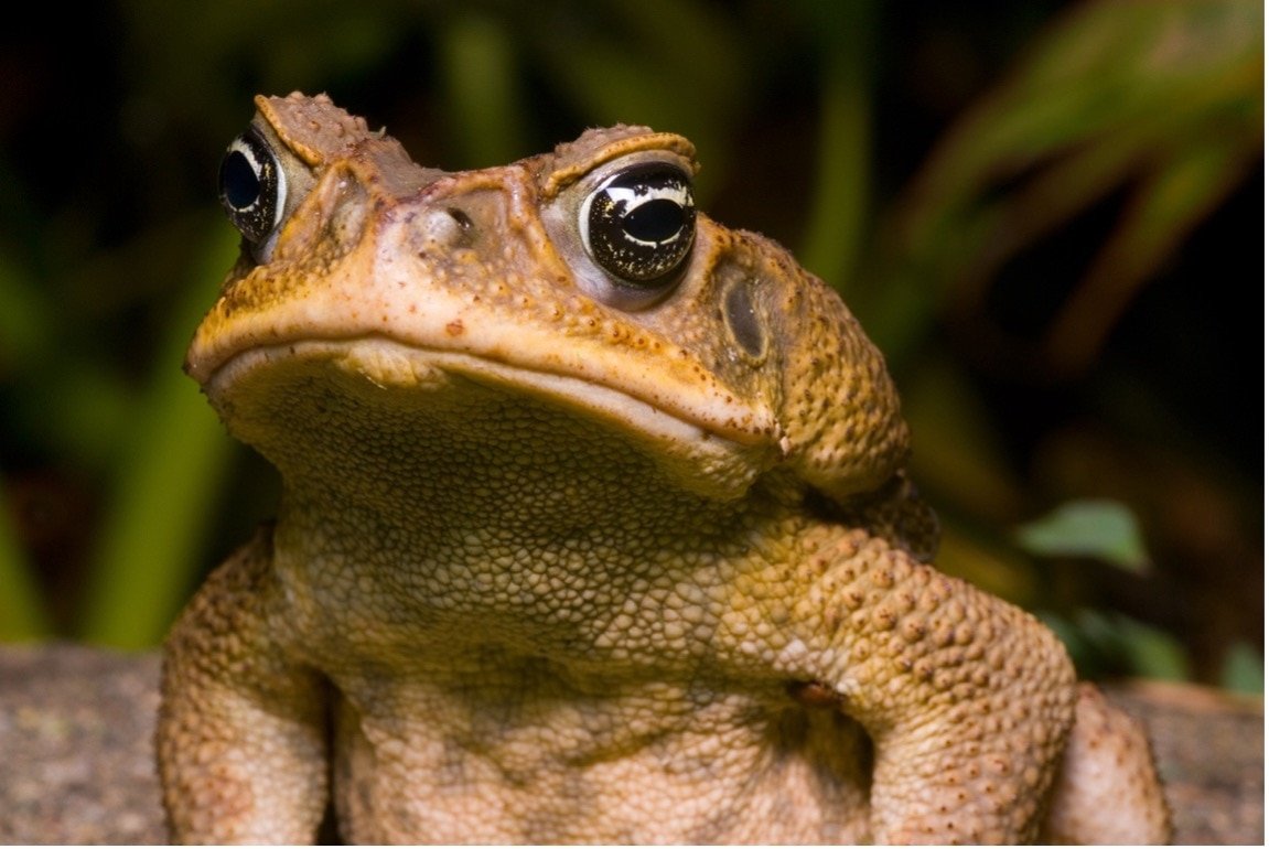 Australian Cane toad