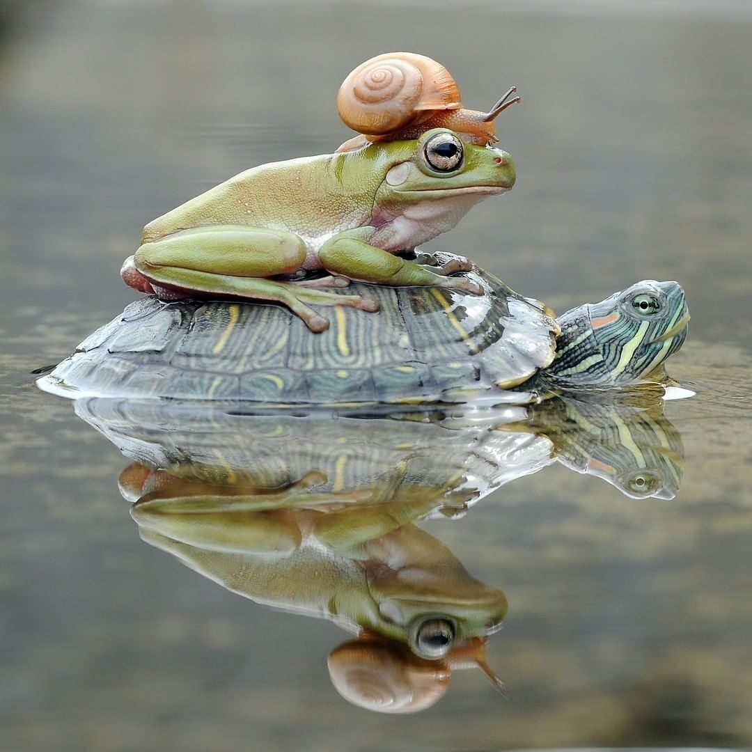 Лягушки на змее