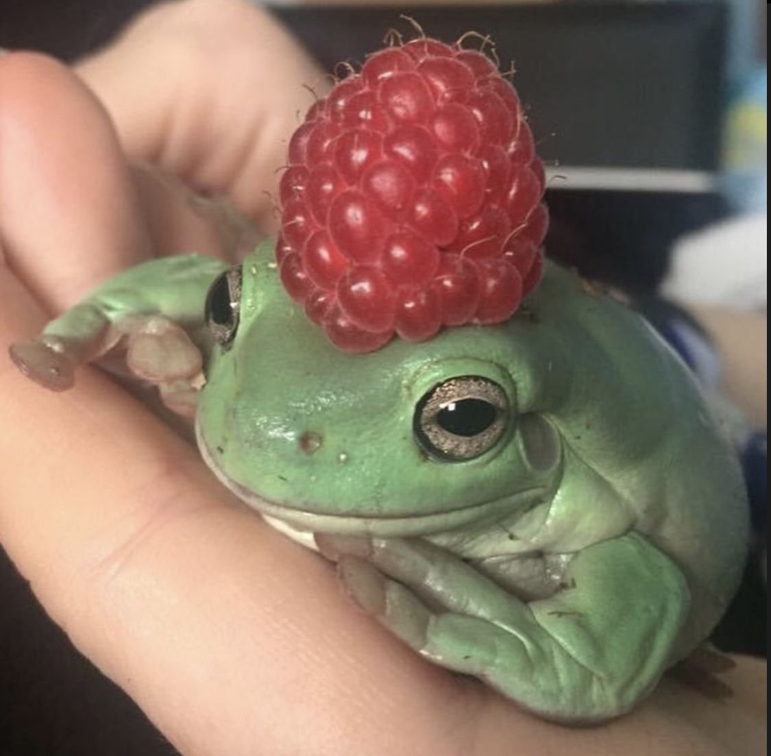 Надутая лягушка