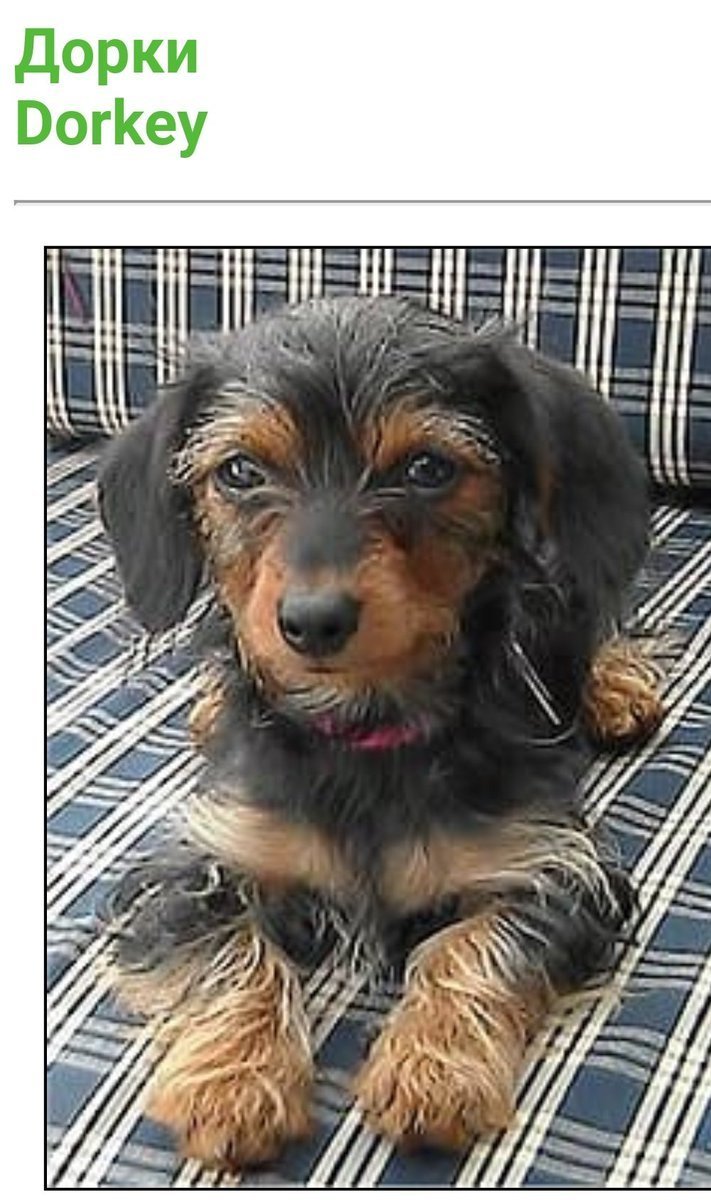 Смесь таксы и Йорка