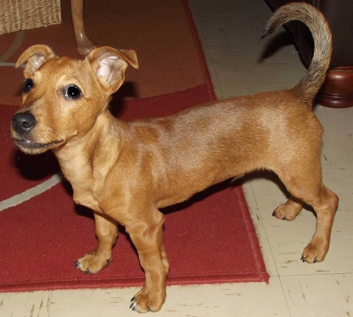 Такса с дворняжкой