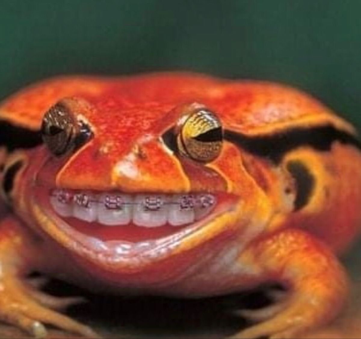 Лягушка с клубникой