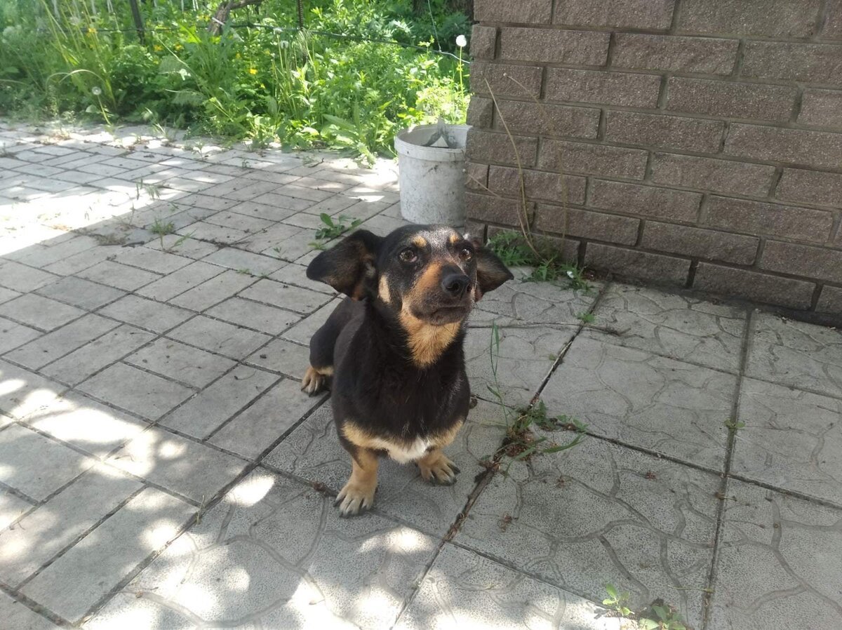 Помесь таксы и той терьера