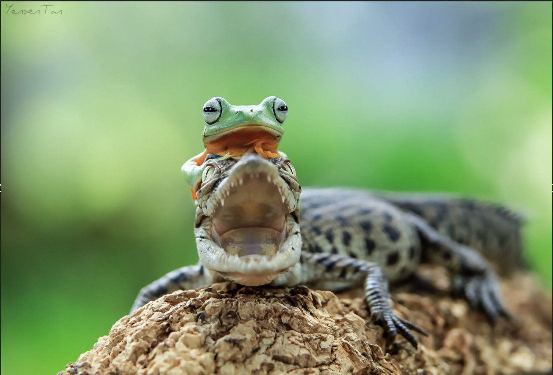 Жаба пелентуйская