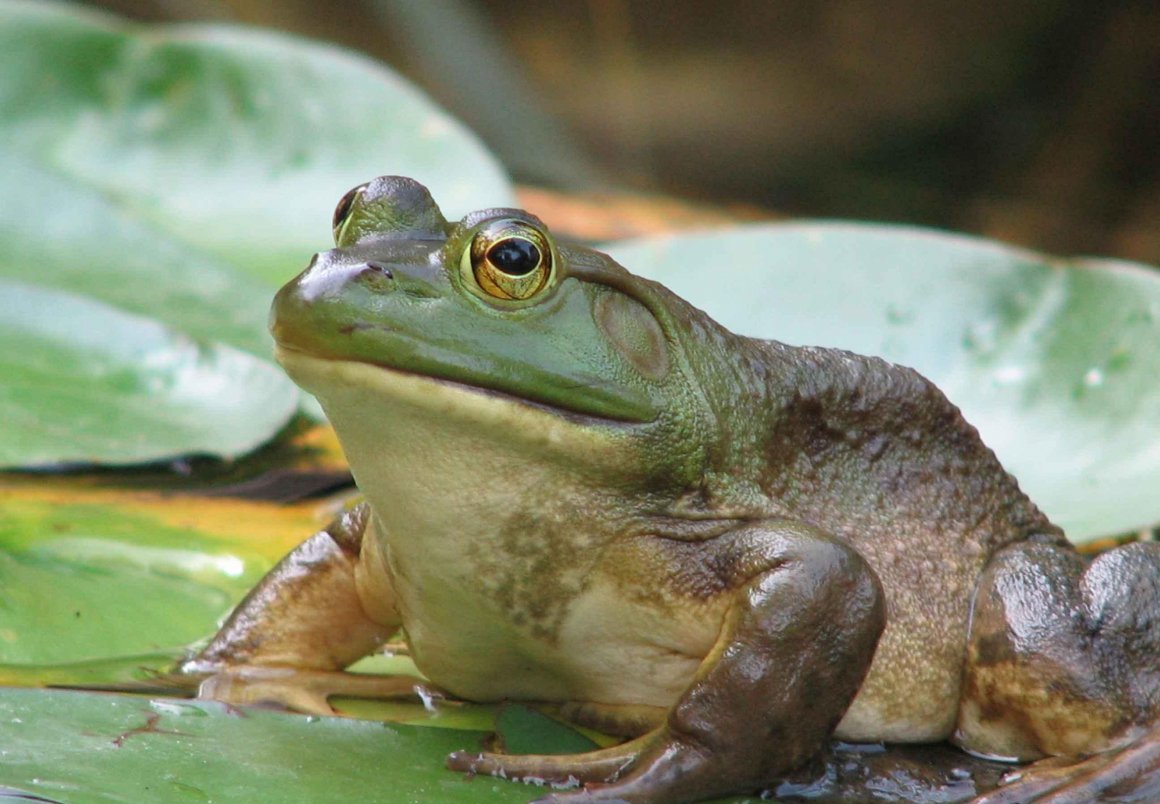 Лягушка красноглазая квакша