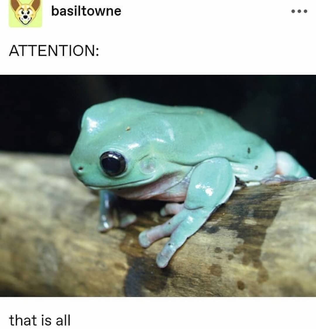 Лягушка рогатка Кранвелла