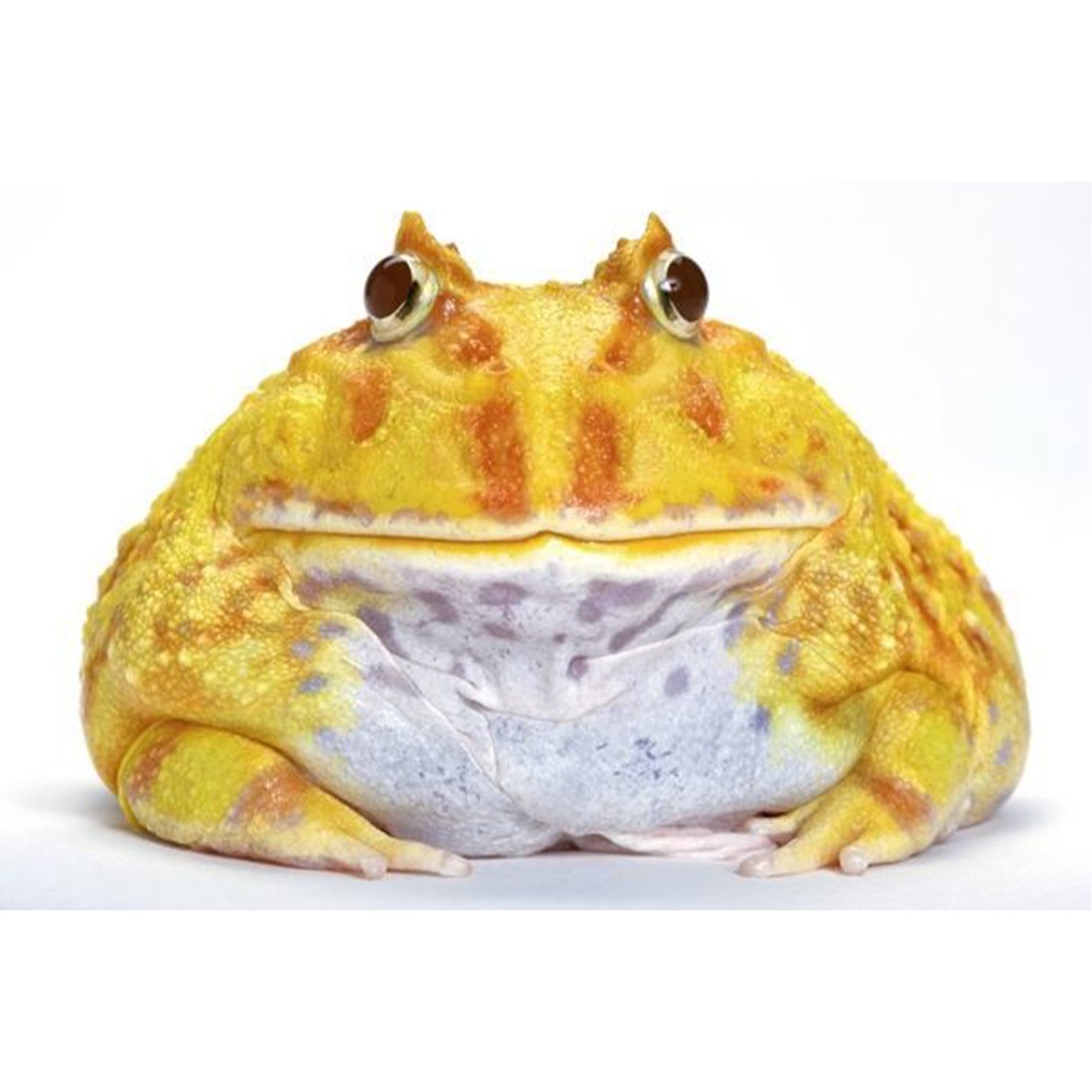 Лягушка в колпаке