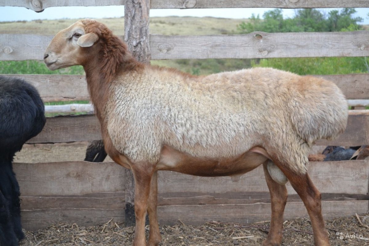Эдильбаевская порода Баранов