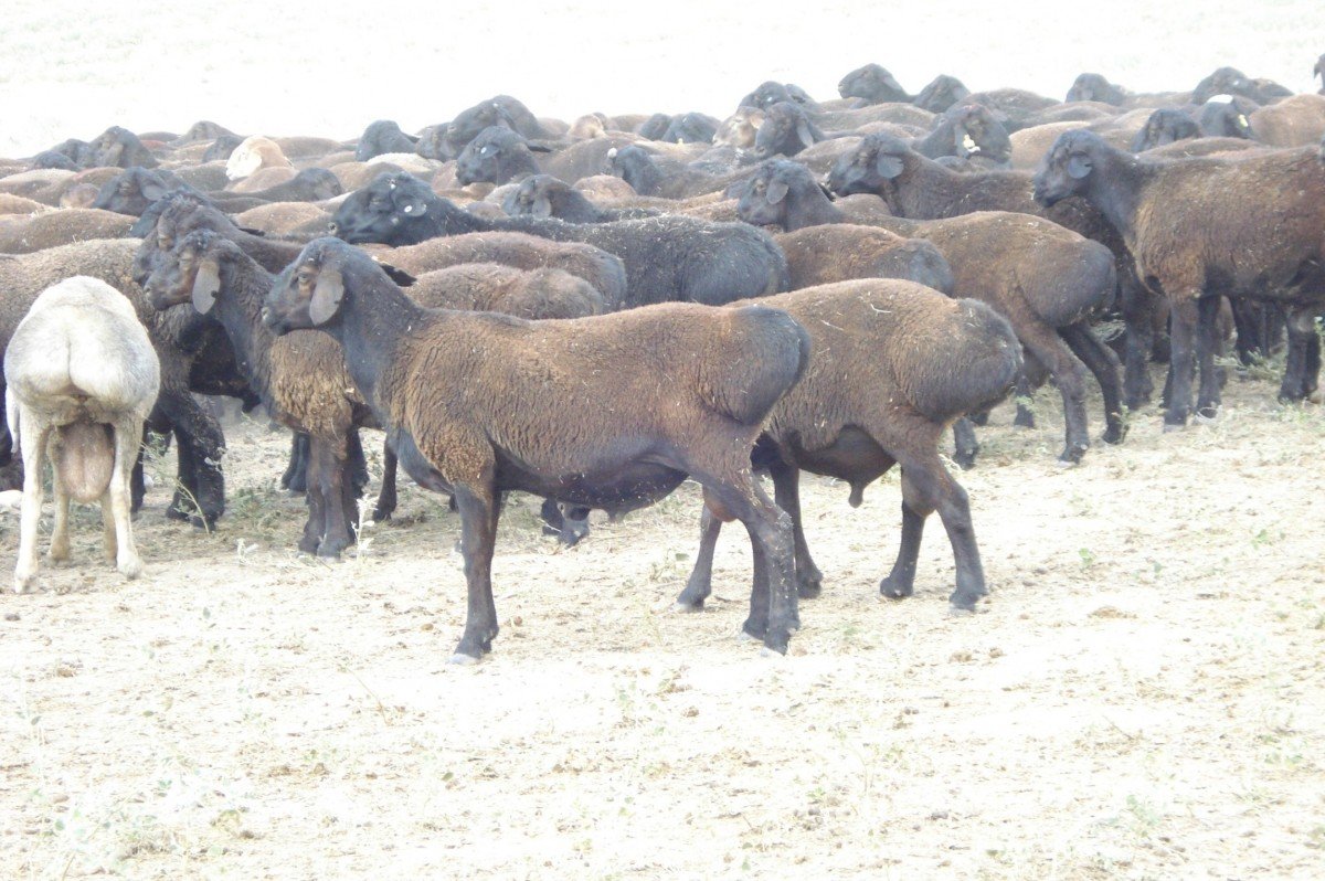 Черноносые овцы в Швейцарии