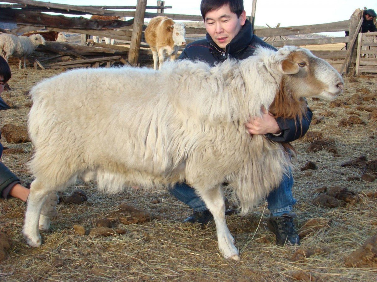 Эдильбаевская порода курдючных Баранов