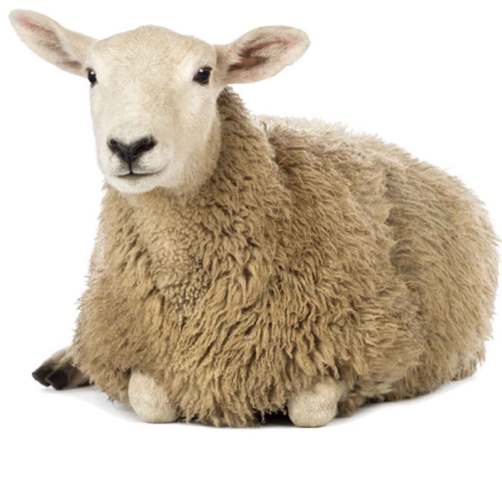 Милые овечки