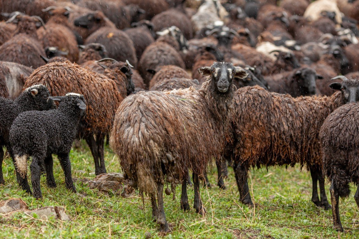 Порода Баранов Эдельбай