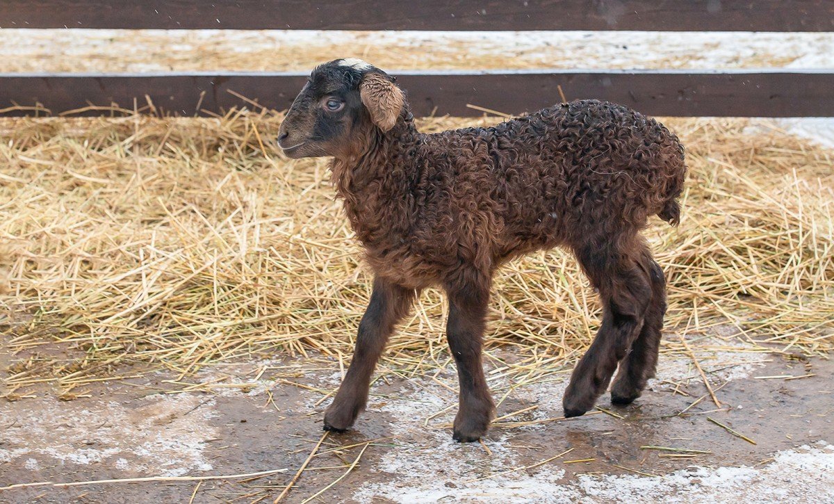 Вализер овцы